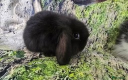 Mini Lop rabbits for sale: Beautiful Mini Lop Baby Rabbits - Image 8