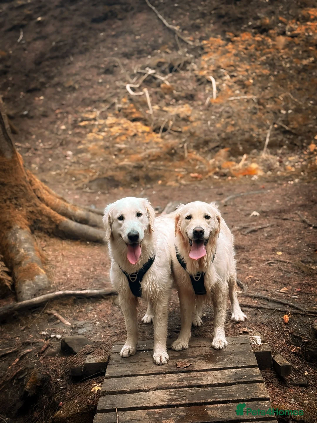 Golden Retriever dogs for sale: KC HEALTH TESTED PUPS *1 boy remaining* - Advert 18