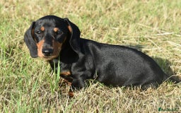 Miniature Dachshund dogs for sale: Mini smooth dachshund one boy available  in Newton Abbot - Image 11