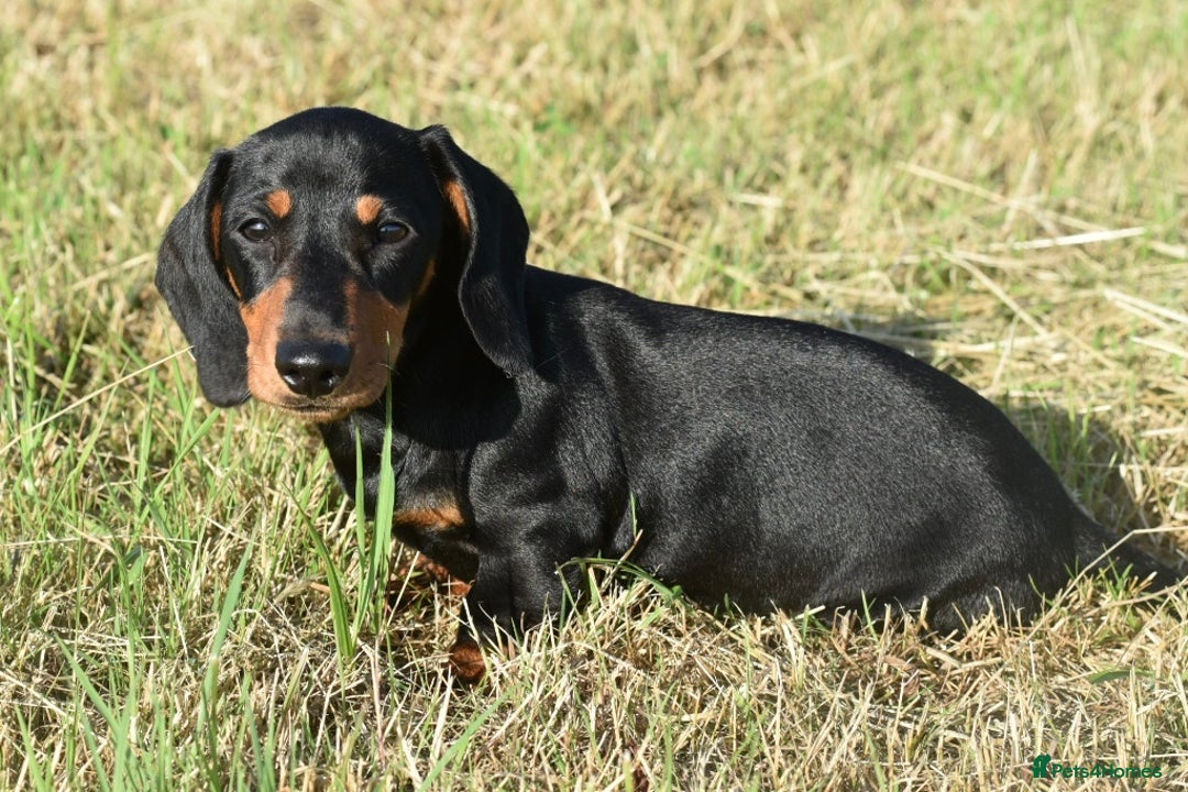 Miniature Dachshund dogs for sale: Mini smooth dachshund one boy available  in Newton Abbot - Image 11