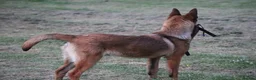 Belgian Shepherd Dog dogs for sale: Kc registered malinois  - Advert 11