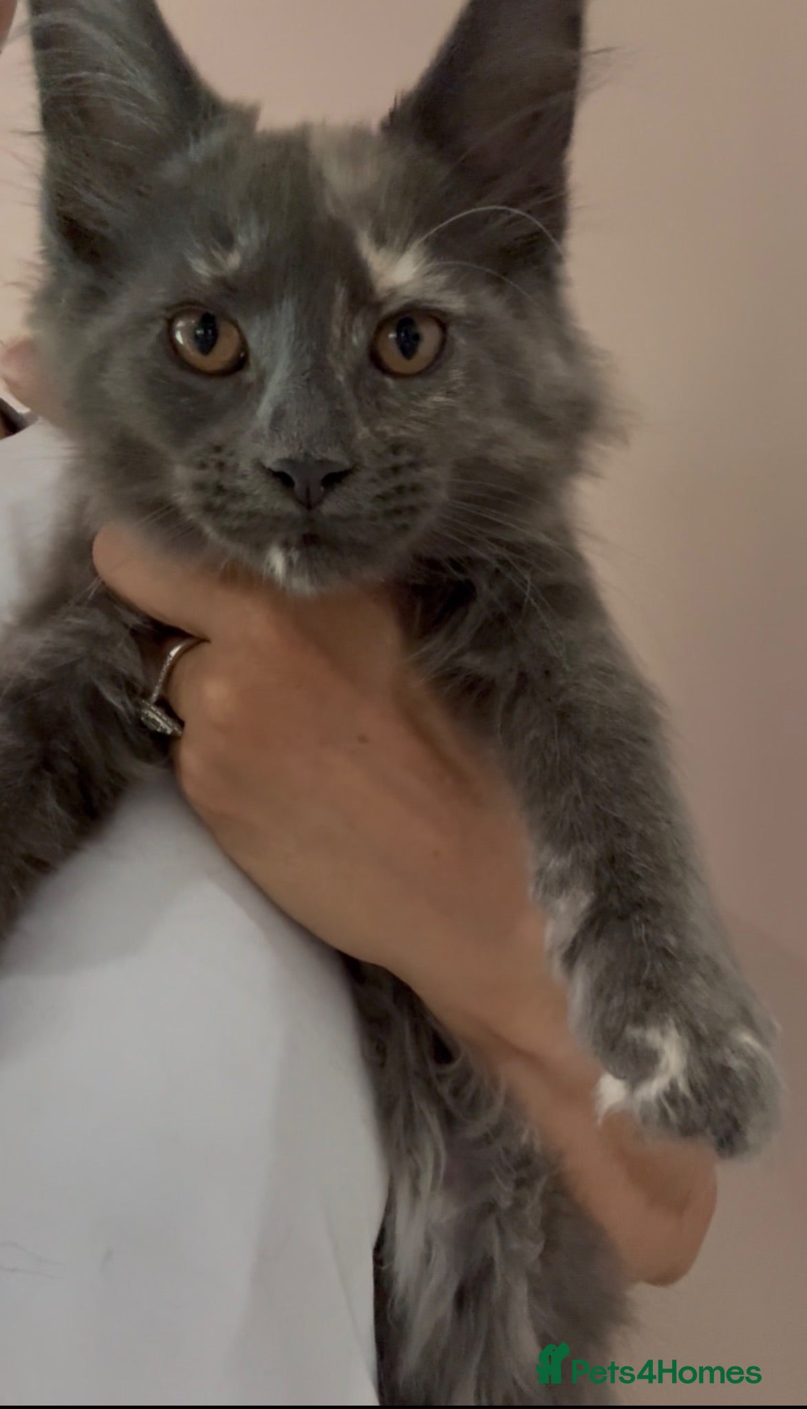Maine Coon cats Health tested TICA Maine Coon Kittens  - Advert 8