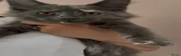 Maine Coon cats for sale: TICA Maine Coon Kittens 𝕽𝖊𝖆𝖉𝖞 𝖙𝖔 𝖑𝖊𝖆𝖛𝖊 - Advert 1