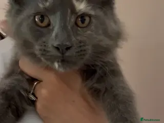Maine Coon cats Health tested TICA Maine Coon Kittens - Advert 8