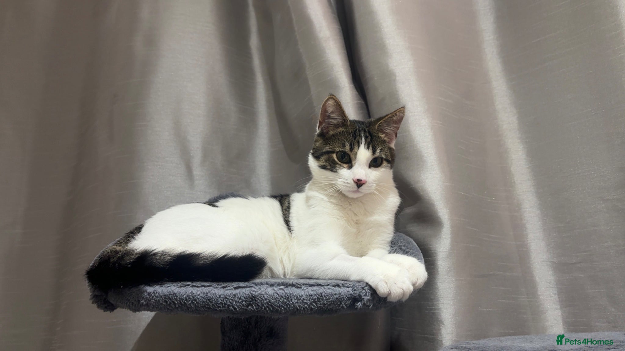 Mixed Breed cats Bengal x ragdoll mix kitten - Advert 1