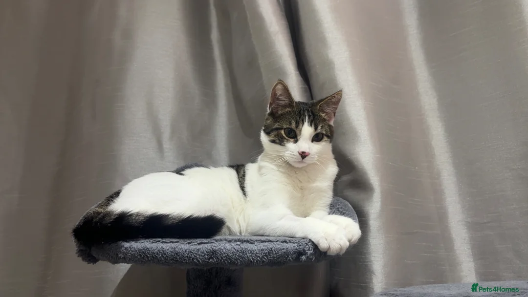 Mixed Breed cats for sale: Bengal x ragdoll mix kitten in Northolt - Advert 1