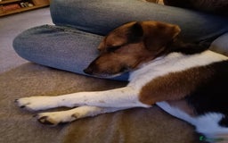 Jack Russell dogs for sale: Male Jack Russell for sale in Bingley - Image 5