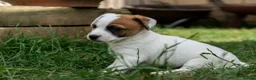 Jack Russell dogs for sale: Jack Russel puppies in Hull - Advert 2