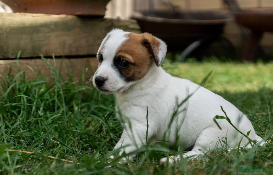 Jack Russell dogs for sale: Jack Russel puppies in Hull - Advert 2