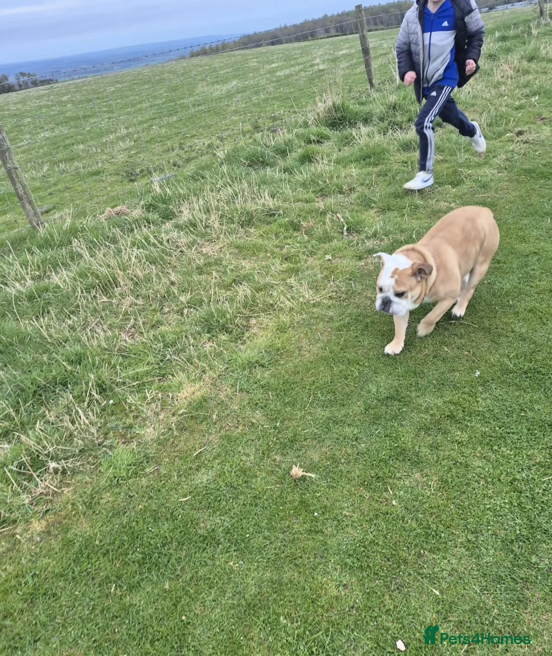 English Bulldog dogs for sale: Meet River our gorgeous 5 year old British Bulldog - Advert 10