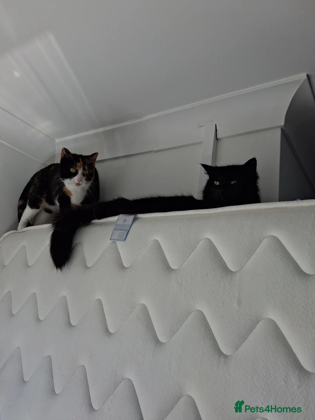 Mixed Breed cats for sale: Brother & sister in Newport - Advert 2