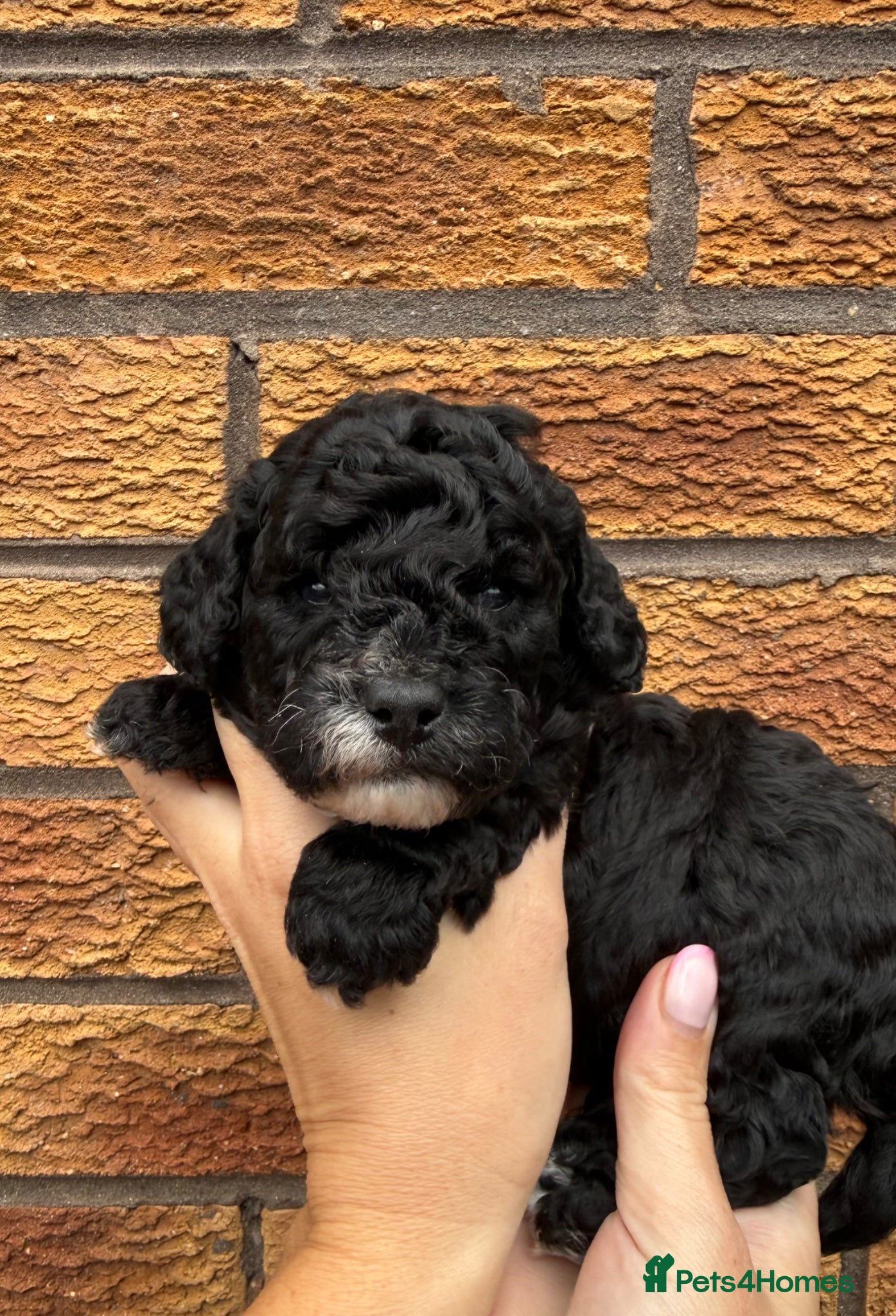 Cockapoo dogs Toy Cockapoo Puppies | DNA & Health Tested Parents - Advert 1