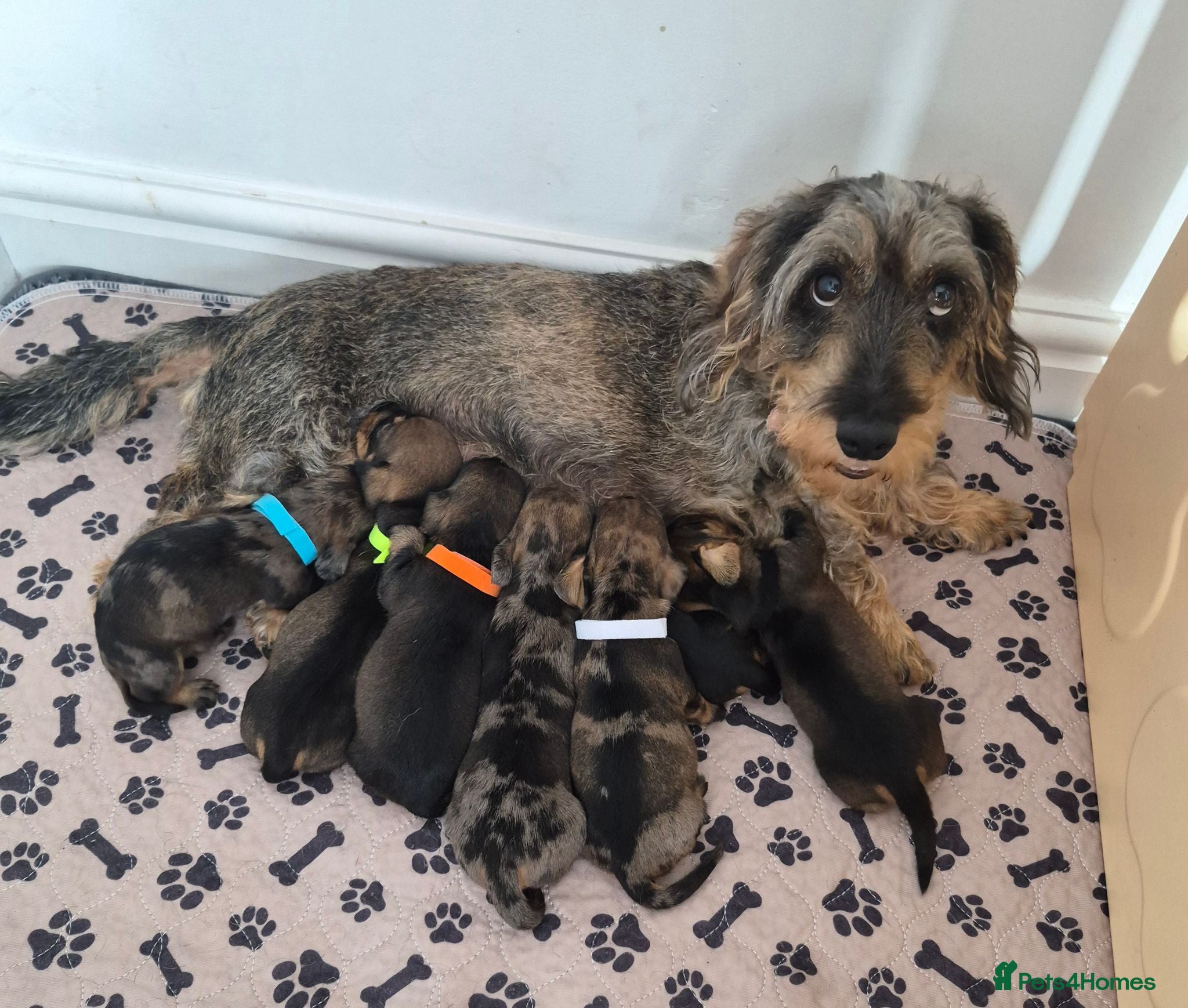 Miniature Dachshund dogs Miniature wire dachshund puppies - Advert 1
