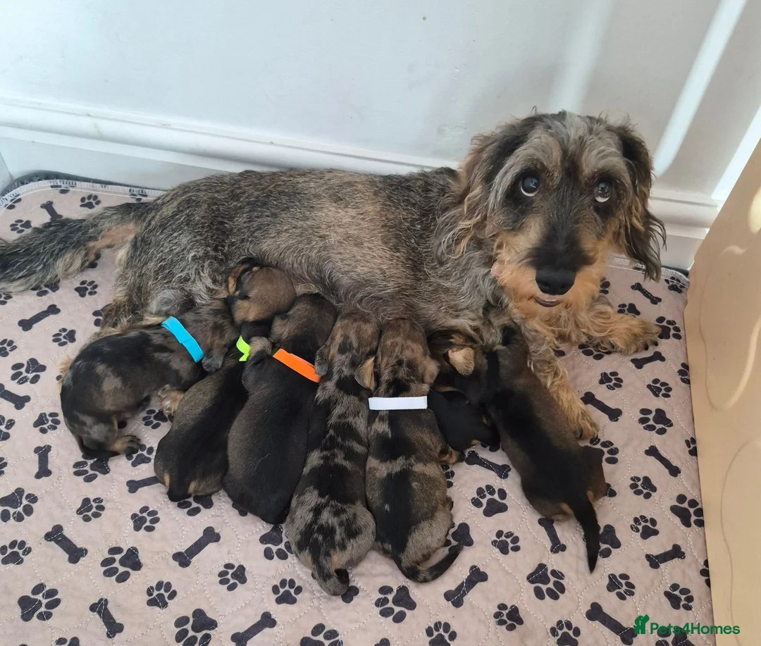 Miniature Dachshund dogs for sale: Miniature wire dachshund puppies - Advert 1