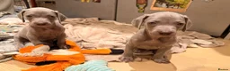 Weimaraner dogs for sale: Beautiful KC reg Weimaraner’s forever homes req - Advert 24