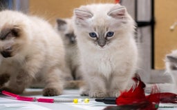 Ragdoll cats for sale: Ready Now GCCF Ragdoll Kittens Irresistibly Cuddly - Image 16