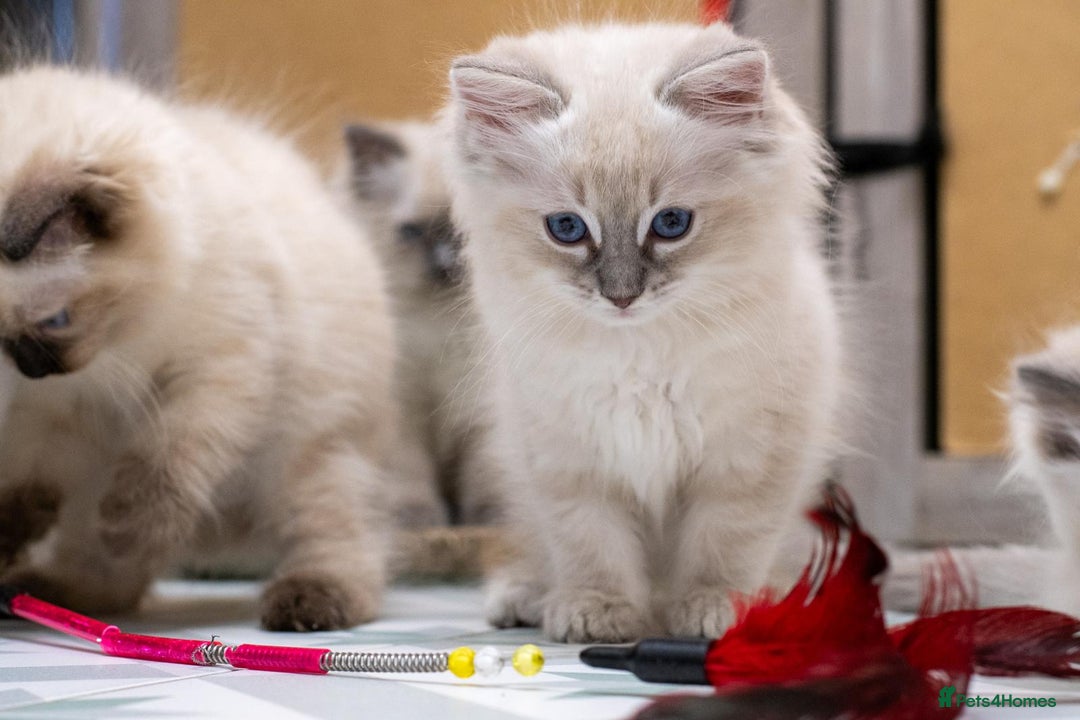 Ragdoll cats for sale: Ready Now GCCF Ragdoll Kittens Irresistibly Cuddly - Image 16