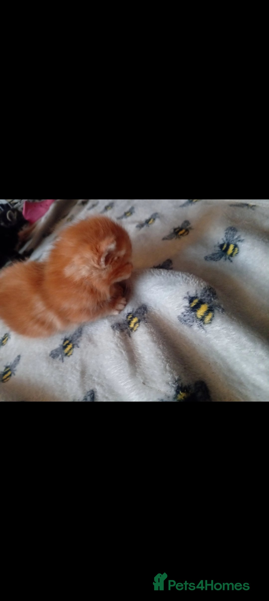 Munchkin cats for sale: Adorable female ginger munchkin and 2muchkin cross - Image 3