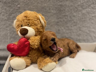 Cavapoo dogs - Advert 22