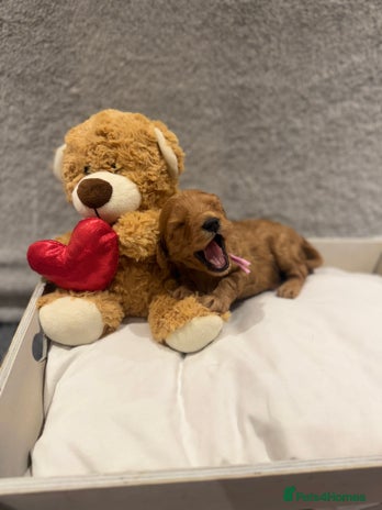 Cavapoo dogs - Advert 3