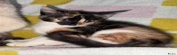 Mixed Breed cats for sale: Beautiful 8 week old kittens (READY NOW) - Advert 10