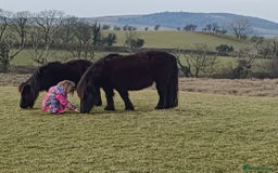 Shetland pony horses for sale: Lead rein pony and companion  - Image 2