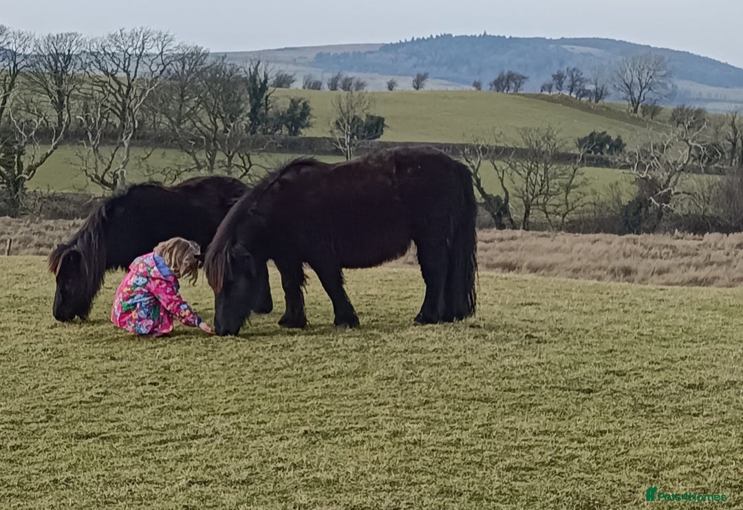 Shetland pony horses for sale: Lead rein pony and companion  - Image 2