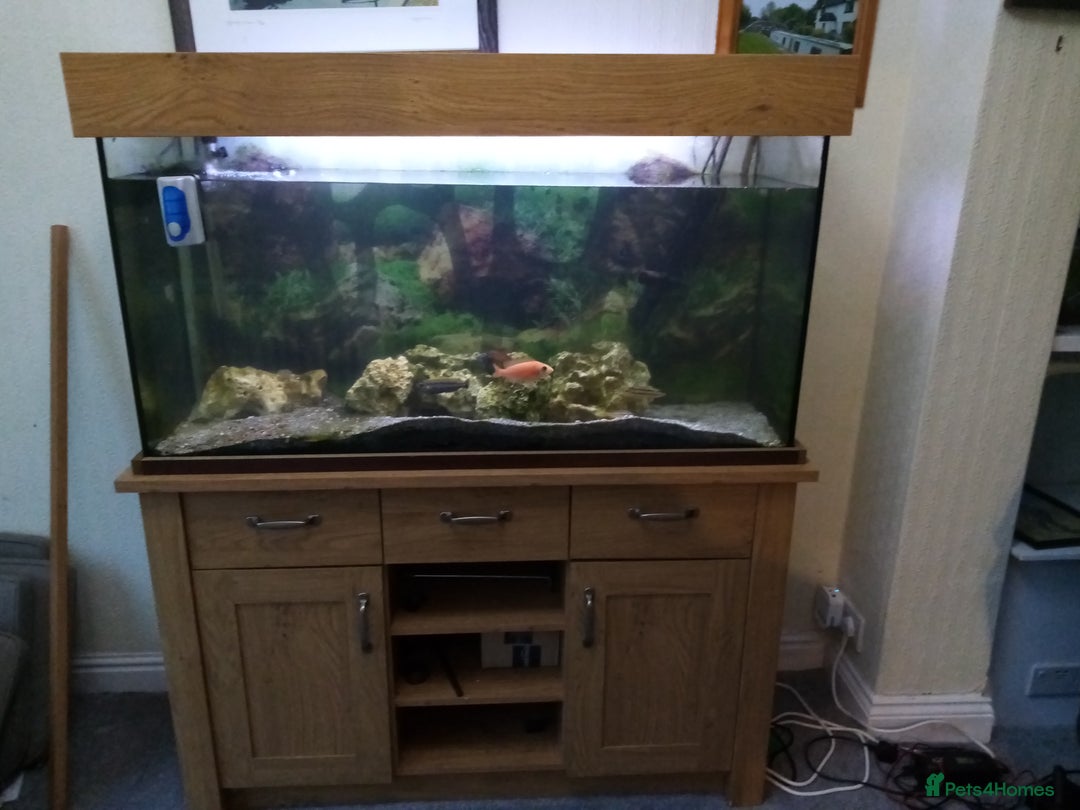 Cichlids fish for sale: Cichlids 6 off  - Image 2