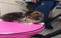 Mixed Breed cats for sale: 5 beautiful kittens ready for the forever home. - Image 6