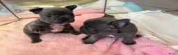 French Bulldog dogs for sale: Beautiful French bulldog puppies  - Advert 13