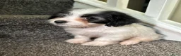 Maltipoo dogs for sale: 7 precious puppies looking for their forever homes - Advert 27