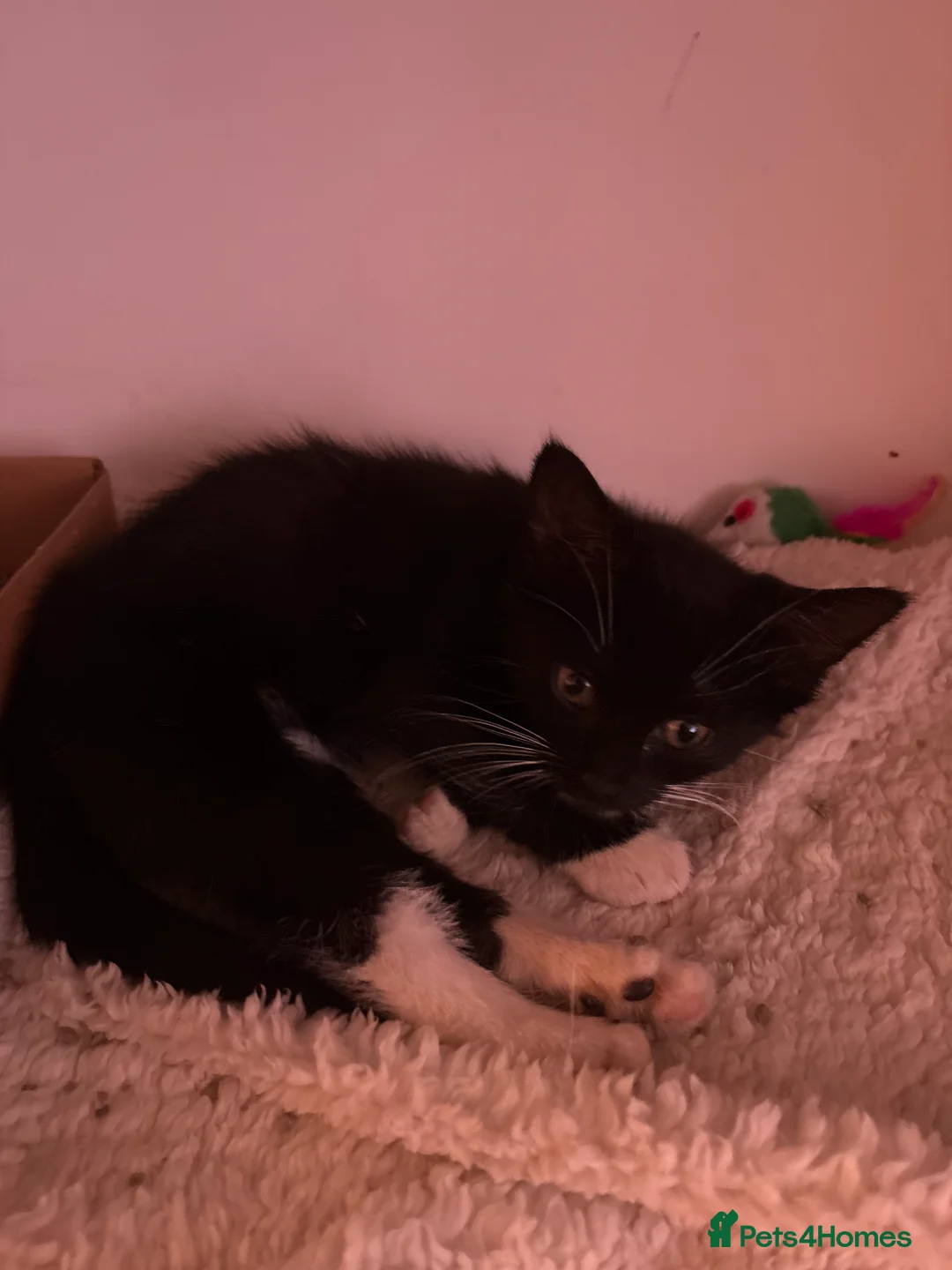 Mixed Breed cats for sale: Gorgeous black and white kitten in Larkhall - Advert 2