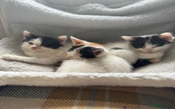 Mixed Breed cats for sale: Black white and ginger kittens for sale  - Image 2