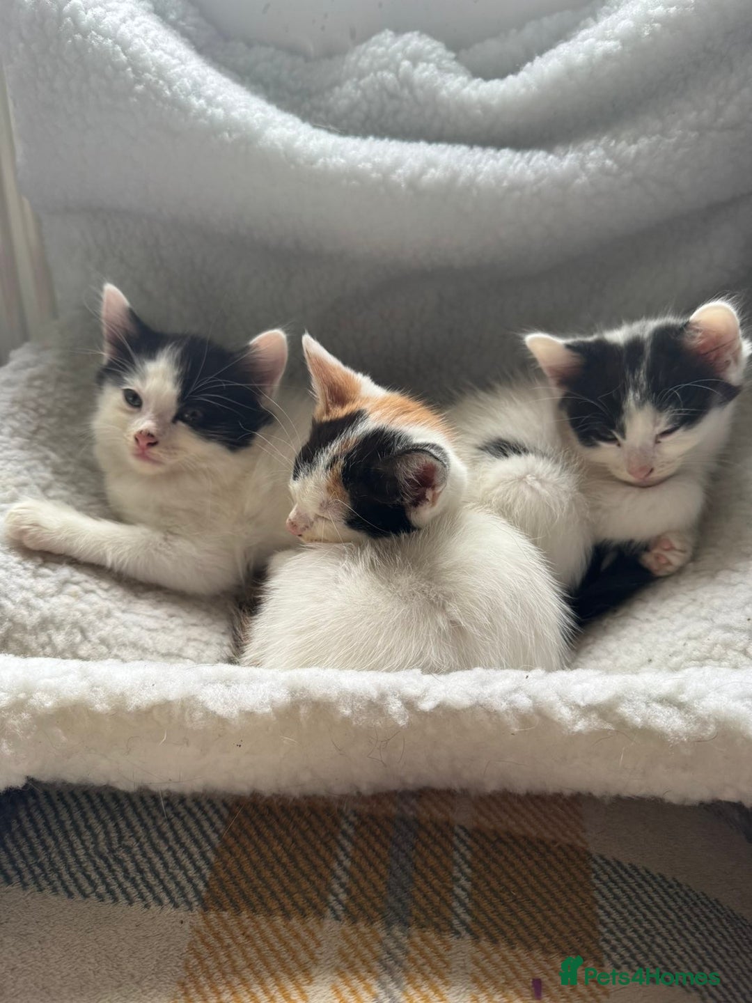 Mixed Breed cats for sale: Black white and ginger kittens for sale  - Image 2
