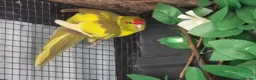 Mixed Breed birds for sale: 2x kakarikis left 1 male 1 female £55 each - Advert 3