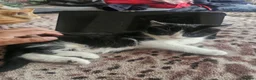 British Shorthair cats for sale: BRITISH SHORTHAIR  - Advert 2