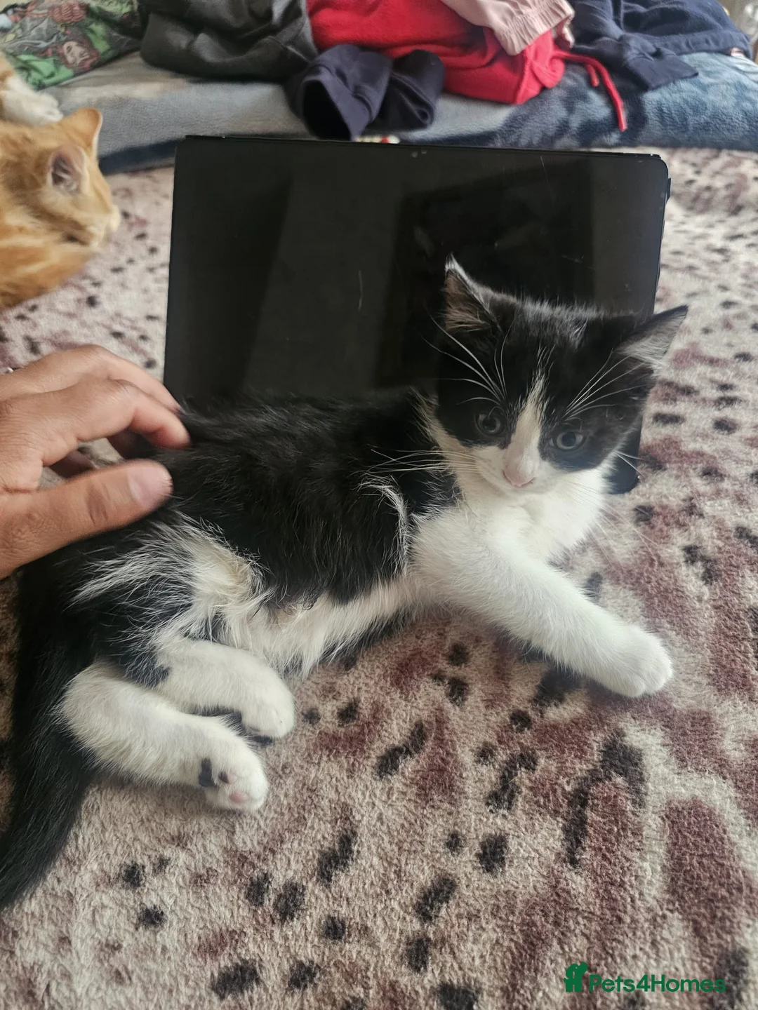 British Shorthair cats for sale: BRITISH SHORTHAIR  - Advert 2