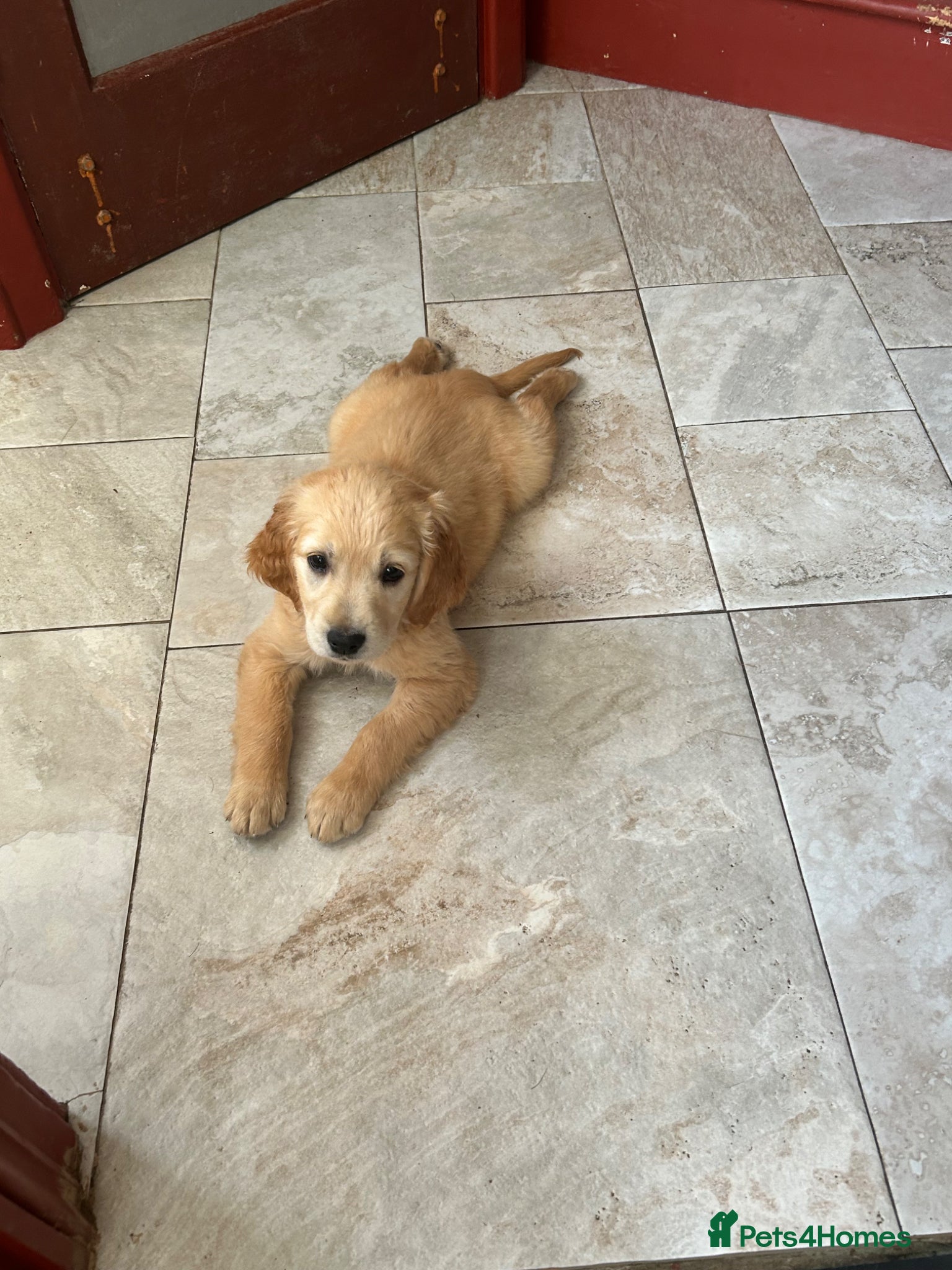 Mixed Breed dogs Dakota Sports retrievers. Mini Goldens Ready now.  - Advert 1