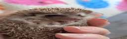 Pygmy Hedgehog rodents for sale: Stunning Hoglets Ready Now and to Reserve  in Romney Marsh - Advert 10