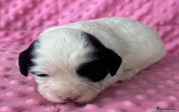 Mixed Breed dogs for sale: Cocker spaniel x Cavapoo puppies  - Image 3
