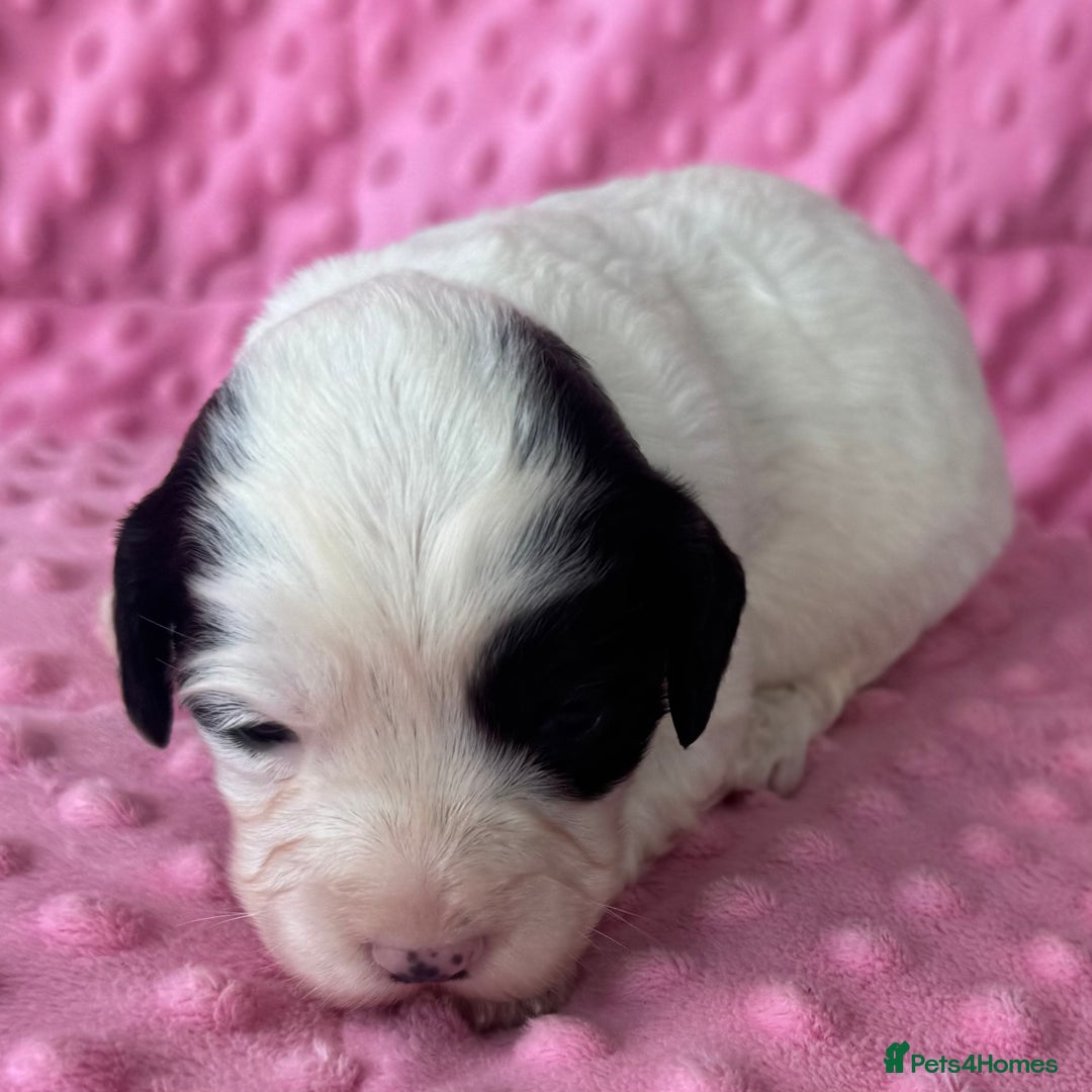 Mixed Breed dogs for sale: Cocker spaniel x Cavapoo puppies  - Image 3