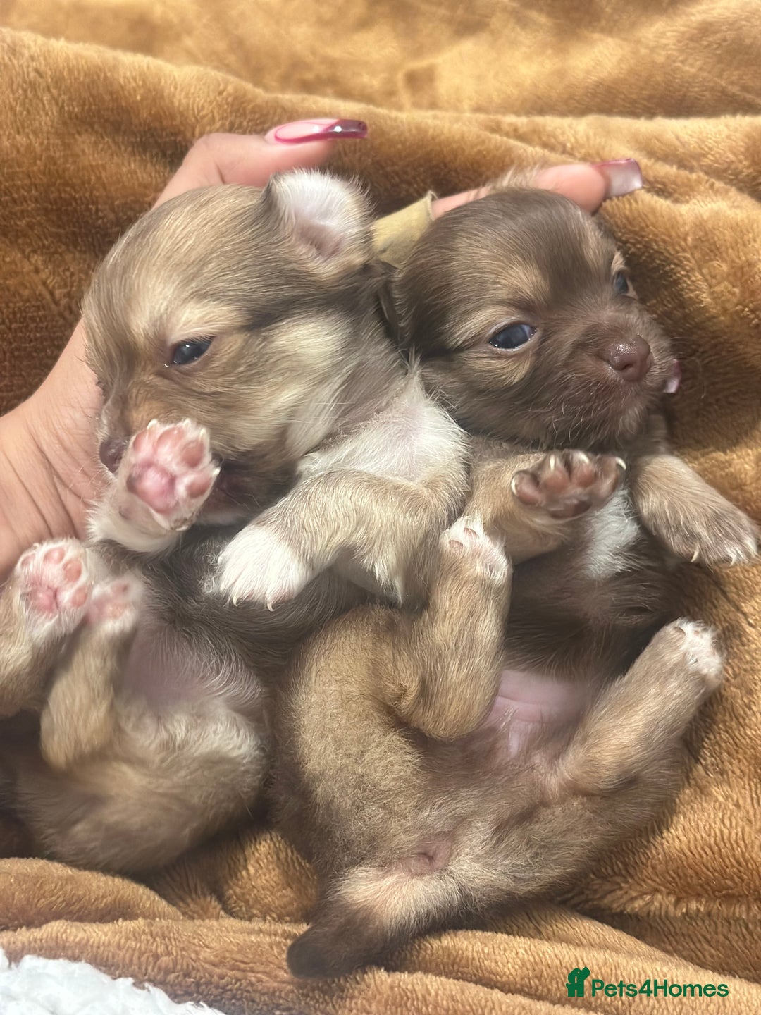 Chihuahua dogs for sale: Two Beautiful Female Chocolate Chihuahua Puppies - Advert 6
