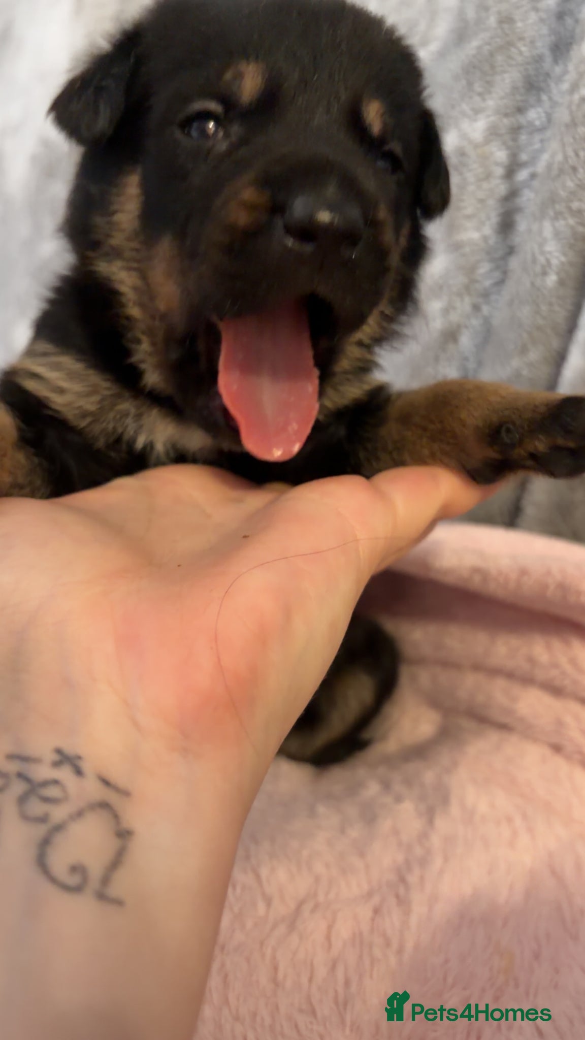 Mixed Breed dogs for sale: Belgian Mali x German shepherd  - Advert 16