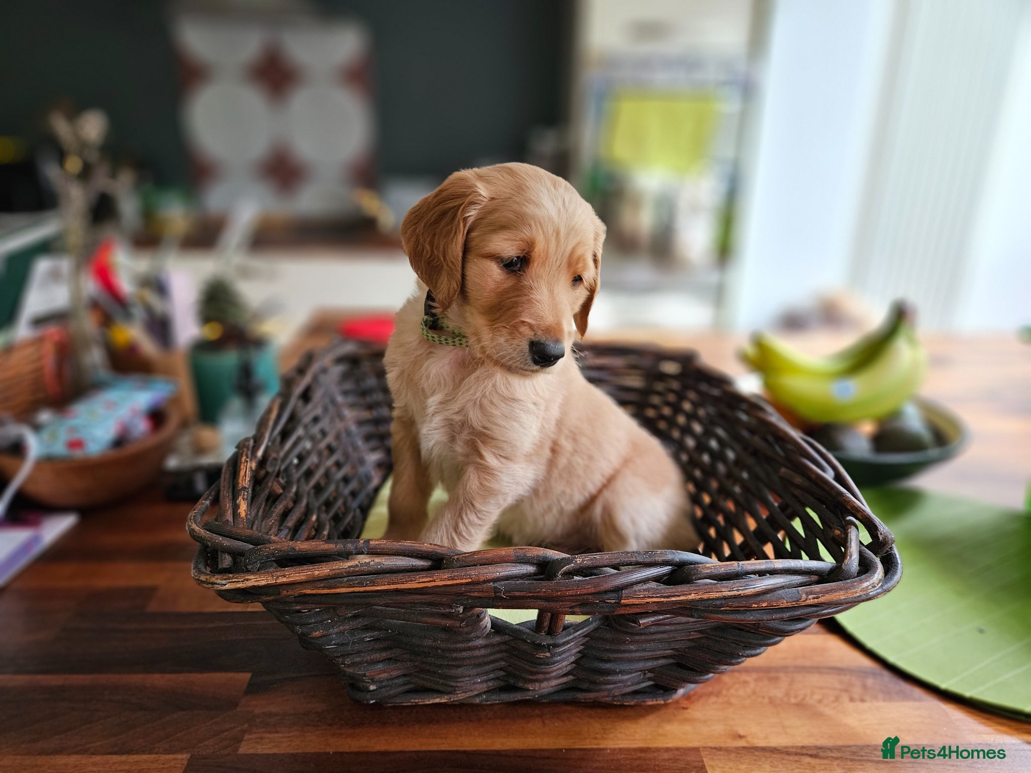 Goldendoodle dogs Goldendoodle puppies - Advert 15