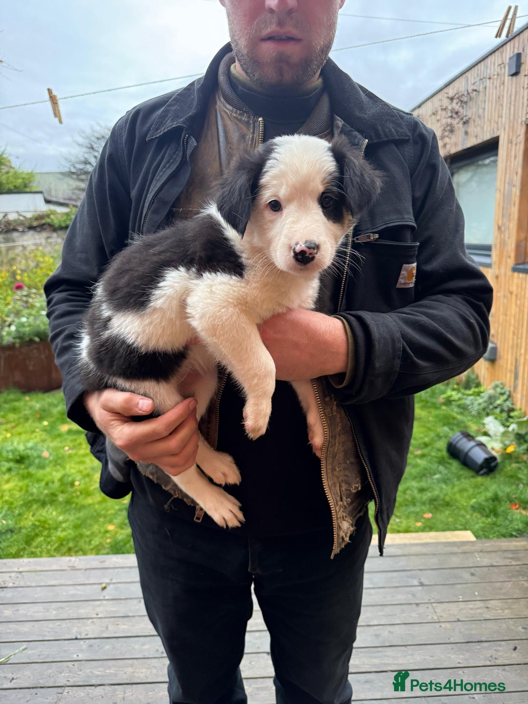 Border Collie dogs for sale: Border Collie pups for sale - Advert 5