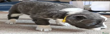 Border Collie 2
