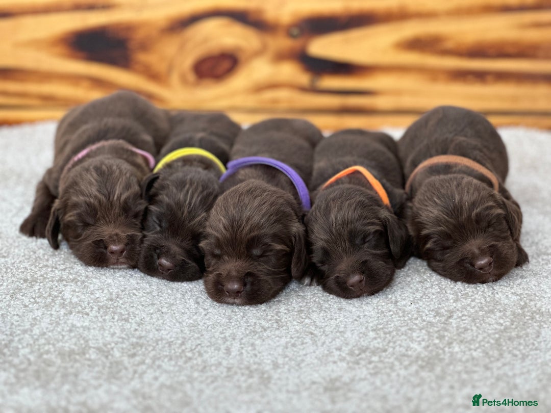 Cocker Spaniel dogs for stud: FOR STUD KC working cocker, Fully Health tested  in King's Lynn - Advert 5