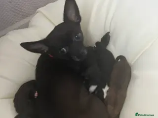 Chihuahua dogs Beautiful Chihuahua puppies - Advert 1