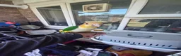 Parrots birds for sale: Super tamed caique  - Advert 6