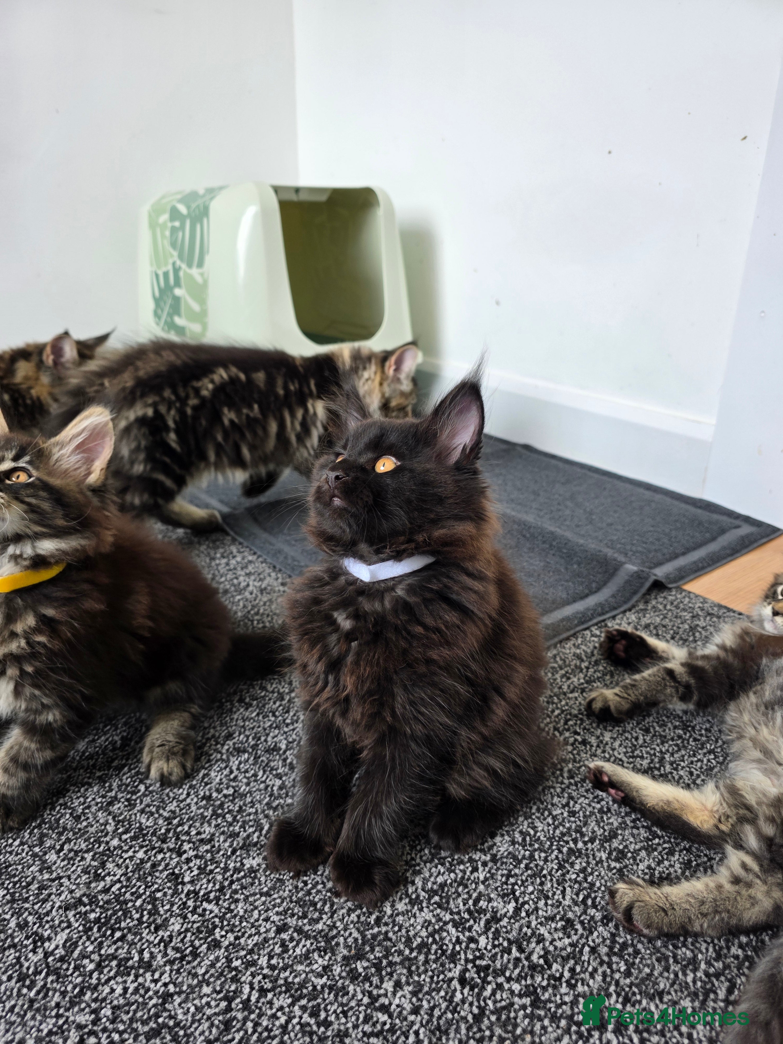 Maine Coon cats Maine coon pedigree kittens  - Advert 2
